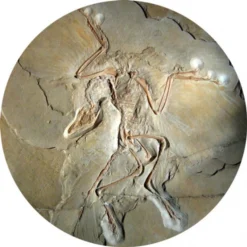 Science Slam Sonic Explorers - So Bizarrely Twisted - 12" Picture Disc Vinyl